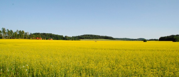 bild elens ursprung