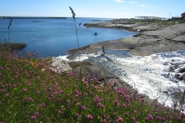 natur blommor hav