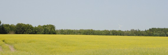 sommar - raps - vindkraftverk
