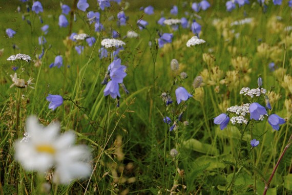 sommarblommor